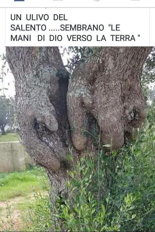Fascino Antico Villa Conversano Eksteriør bilde